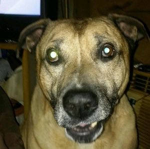 Meet your Posher, Joi